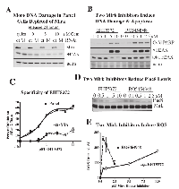 Fig.1: Mirk kinase depletion or inactivation by either of two inhibitors in Panc1 cells leads to DNA damage, apoptosis  and increase in reactive oxygen species. 