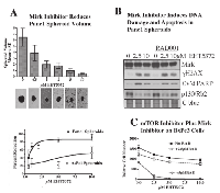Fig.2:  Panc1 spheroids respond to a Mirk kinase inhibitor by DNA damage, apoptosis, loss of the p130/Rb2 quiescence  marker and a decrease in spheroid size . 