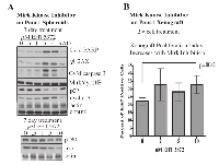 Fig.3:  Mirk kinase inhibitor treatment in vitro  or in vivo  leads to increased entry into cell cycling, and DNA damage  and apoptosis. 