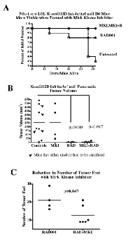 Fig.5:  Treatment with Mirk inhibitor EHT5372  maintains the viability of Pdx-1-cre LSL/KrasG12D/ Ink4a/Arf null B6 mice for 8 weeks, but leads to  extensive stromal growth in the p16 null background  and thus large tumors, while the addition of the mTOR  inhibitor RAD001 or RAD001 alone reduces size of  pancreatic cancers. 