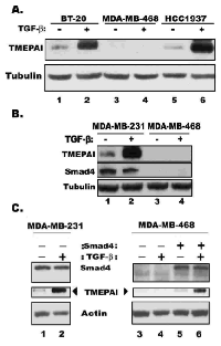 Fig. 2:  Smad requirement in TMEPAI expression.