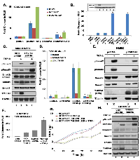 Fig. 3:  TMEPAI downregulates canonical Smad signaling. 