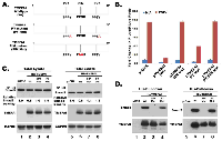 Fig. 4:  TMEPAI sequesters R-Smads.