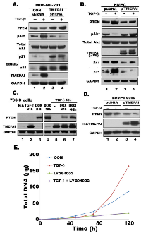Fig.  5:  Effect  of  TMEPAI  on  PTEN, Akt,  pAkt  and  CDKIs  expression.
