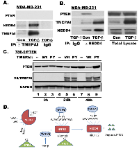 Fig. 7:  Downregulation of PTEN levels by TMEPAI.