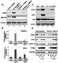 Fig. 8:  Role of TMEPAI-PTEN axis in promoting Snai1 expression in breast cancer cells.