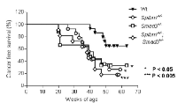 Figure  3:  TGF-β  signaling  pathway  impaired  mice  survive  shorter  than  WT  mice  under  alcohol-  and  LPS-treatment. 