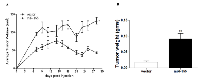 Figure 1: miR-155 Expression Enhances Tumorigenesis in vivo ovariectomized SCID/CB-17 female mice injected  bilaterally with 5X106 MCF-7-vector cells or MCF-7-miR-155 cells, n=5 animals/group. 