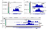 Figure 3: Genes Containing miR-155 Seed Site Demonstrate Loss of 3’UTR in the MCF-7-miR-155 Cell Line. 