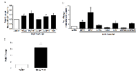 Figure 4: Expression of MAPK Associated Genes with miR-155 Seed Sites Following miR-155 Over-Expression in  MCF-7 Cells. 