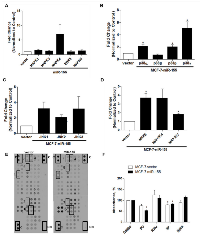 Figure 5: miR-155 Alters MAPK Signaling. 