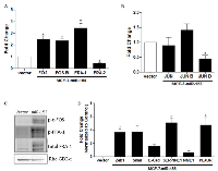 Figure 6:  miR-155 Induces Changes in AP-1 Signaling .MCF-7-vector and –miR-155 cells were collected for RNA  extraction and qPCR was performed to determine basal expression levels of AP-1 complex components for (A) FOS  family members and (B) Jun family members, n = 3. 