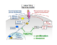 Figure  1:  TMEPAI  modulates  TGF-β  signaling. 