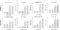 Figure 2:  Apoptosis Induction in Neuroblastoma Cell Lines by Taurolidine. 