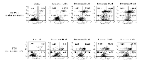 Figure 1: Effects of doxazosin on cell proliferation in SKOV-3 and 2774 ovarian carcinoma cells. 