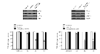 Figure 4:  JAK/STAT inhibitors block doxazosin-mediated JAK/STAT dephosphorylation. 