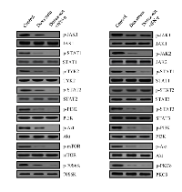 Figure 5:  Doxazosin down-regulates the  phosphorylation of the major components of the JAK/ STAT/mTOR-mediated signaling pathways. 