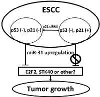 Figure 6:  Schematic diagram of p21 dependence of  tumor suppression by miR-31 in ESCC.