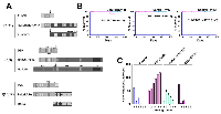 Figure 1: Efficiency of leukemia induction and the replating capacity of murine HSPCs expressing the AAFPs. 