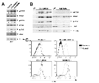 Figure 5:  Activation of JAK/STAT signaling is accompanied by the down regulation of CD45. 