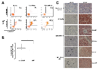 Figure 7:  Responsiveness of DEK/NUP214-positive cells to ATO treatment. 