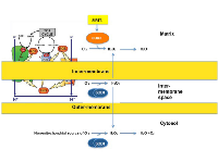 Fig 1: ROS is produced on both sides of the inner-membrane. 