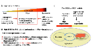 Fig 2:  Oncogenes and UPR keep ROS in the high level range. 