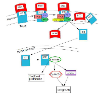 Figure 1: Trop2-Regulated Intramembrane Proteolysis (RIP). 