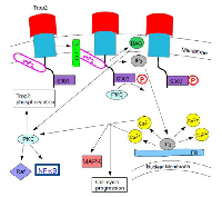 Figure 2:  PLC Cleavage of PIP2 via Trop2 S303 Phosphorylation. 