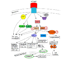 Figure 3:  mTrop2 Cell Signaling and Resulting Activities. 