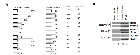 Figure 1:  Interaction of Rictor and DUSP10 in yeast and mammalian cells. 