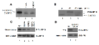 Figure 2:  DUSP10 is phosphorylated by mTORC2. 