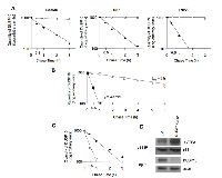 Figure 3:  Half-life of DUSP10 is altered in response to modulation of mTORC2. 