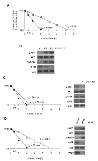 Figure 4:  Insulin-PI3K signaling regulates DUSP10 stability and phosphorylated p38 levels. 
