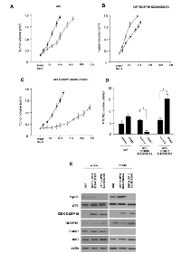 Figure 6:  In vivo  effects of PP242 on DUSP10 nonphosphorylatable or phosphomimetic expressing GBM lines. 