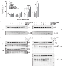 Figure 4A-C:  The mechanisms involved in the efficacy of the combination treatments. 