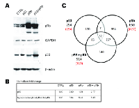 Figure  1: Identification  of  differentially  expressed  transcripts in WI38 cells expressing p53 and/or pRb. 