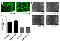 Figure 6:  Expression of RGS16 did not inhibit migration of PANC-1 cells. 