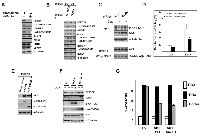 Figure 3:  Apoptosis induced by DEPTOR knockdown is TORC1-dependent but independent of AKT inhibition. 