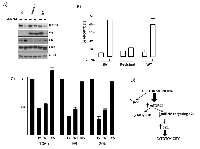 Figure 8:  Use of shRNA-resistant DEPTOR. 