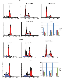 Figure3:  The flow cytometric assay shows the cell phase distribution in methylated esophageal cancer cells (KYSE70  and KYSE150) Pac: paclitaxel; Doc: docetaxel 