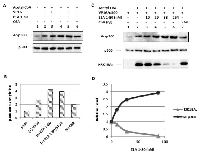 Figure 2:  Enhancement of p300 autoacetylation by E1A 1-80 and correlation with inhibition of H3K18 acetylation. 