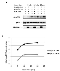 Figure 3:  Time-dependent changes of p300  autoacetylation in the presence and absence of E1A  1-80. 