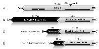 Figure 1: BRAF Schematic. 