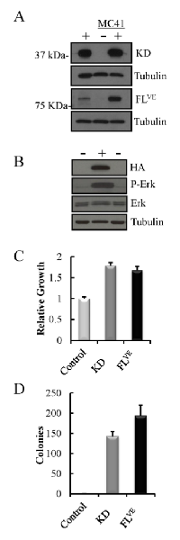 Figure 2:  Analysis of the expression and functional  activity of the BRAF-KD in the context of Ink4a/Arf - deficiency. 