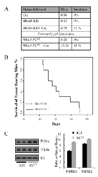 Figure 3:  Difference in Survival of Tumor-Bearing  Mice between BRAF-KD and BRAF-FLVE. 