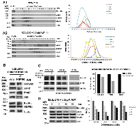 Figure 1:  HMWNC is disrupted by HSP90 inhibitor AUY922. 