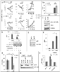 Fig 3:  CmpdA reduced growth of KRAS positive lung cancer cells depends on loss or mutation of p53. 