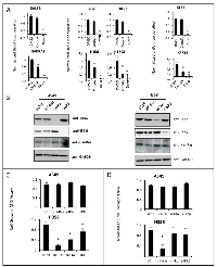Fig  4:  IKK  targeting  reduces  lung  cell  growth  by  inhibiting  cell  proliferation. 