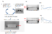 Figure 1: A. 